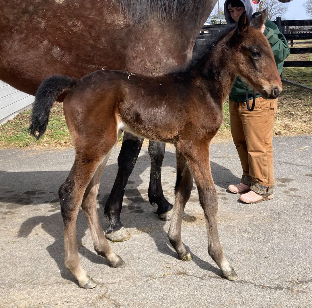 Blue Chip Farms tweet media