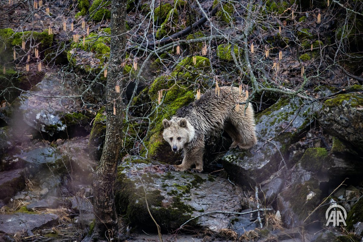 Sidar Eren tweet media