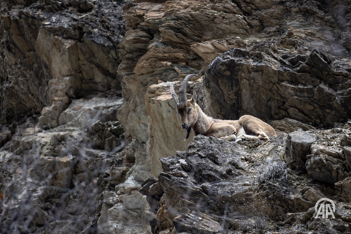 Sidar Eren tweet media