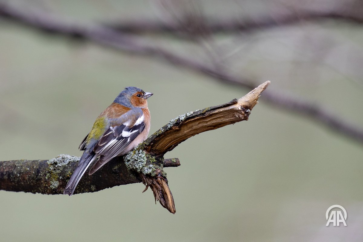 Sidar Eren tweet media