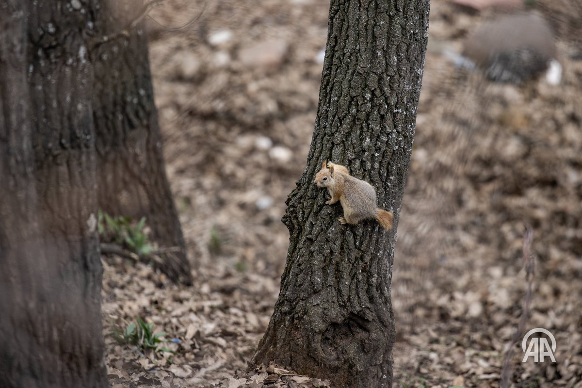 Sidar Eren tweet media
