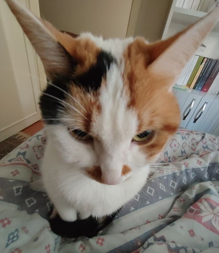 yuta as cats 𑄝 tweet media