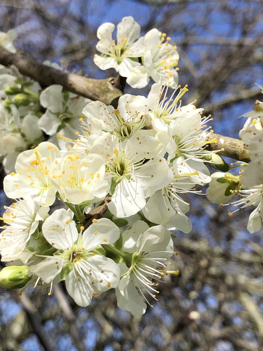 JonesTheRose's tweet image. Hopefully no more frosts now especially as our plum trees are starting to flower! #jonestherose #plumblossom #fruittrees #springtime #cheshire #growyourown #plums