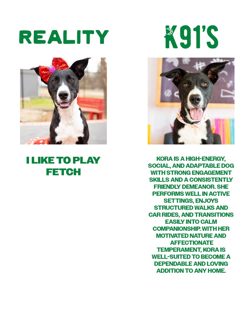 In honor of #nationaladoptionweek, we updated our pawfolio's 🐾

If interested in any of these pups visit us at dallasstars.com/K91s