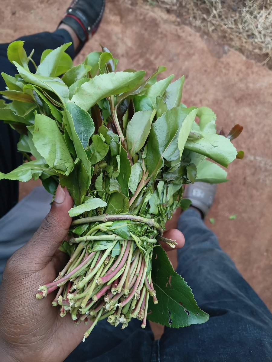 Kijana ya Misa🇰🇪 tweet media