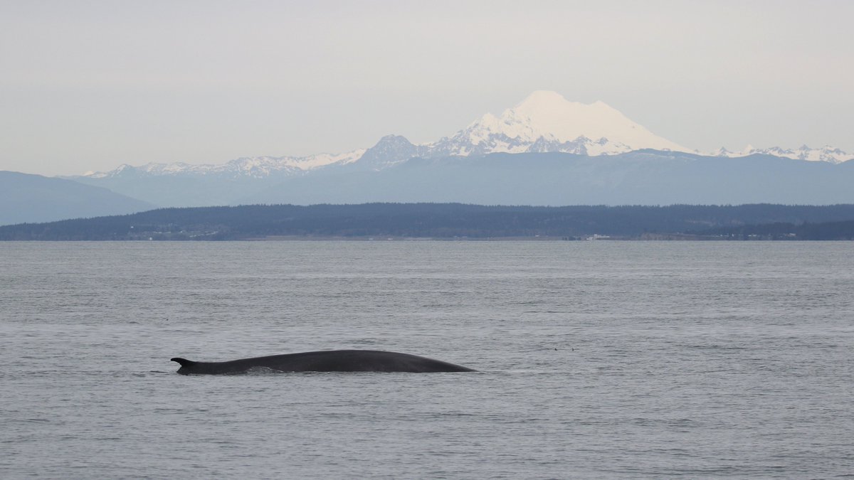 Pacific Whale Watch Association 🐳 tweet media