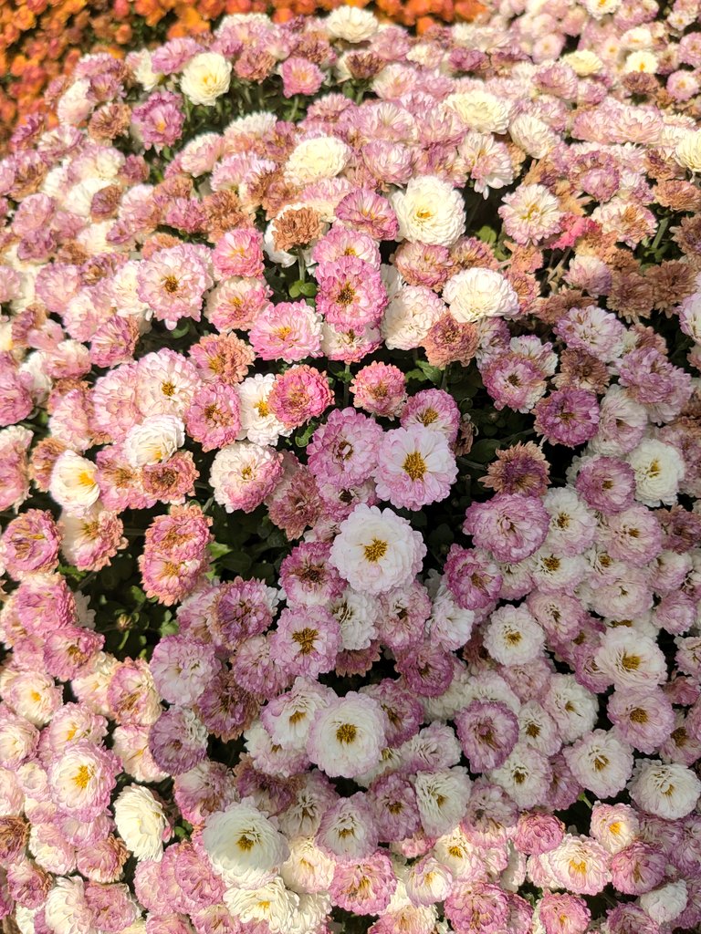 まさじぃ or まっさんかも💦 tweet media