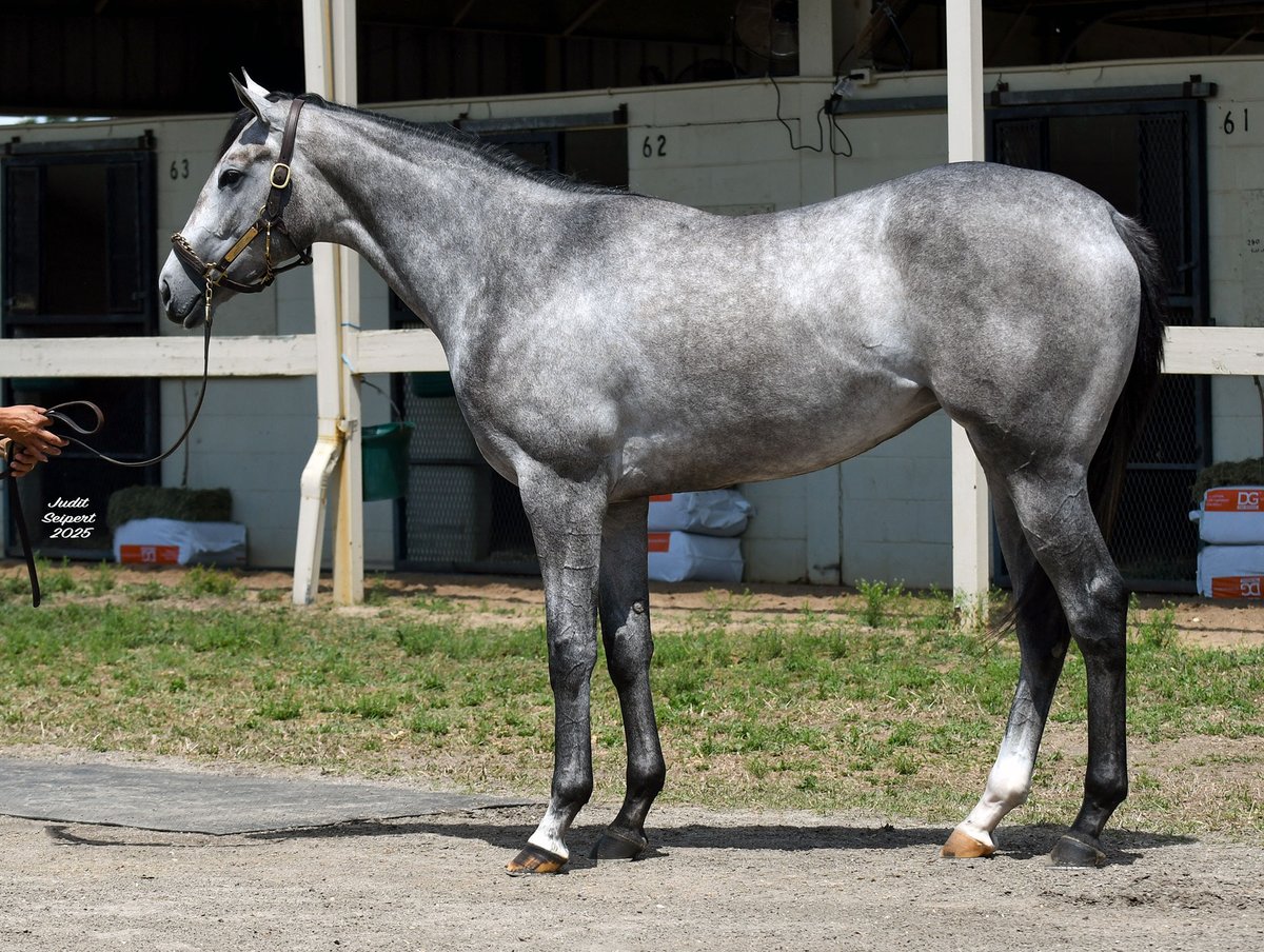 BSW/Crow Bloodstock tweet media
