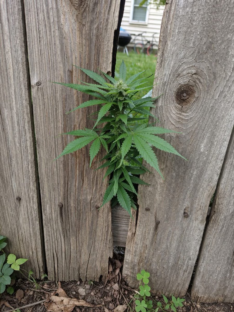 weedcoin tweet media