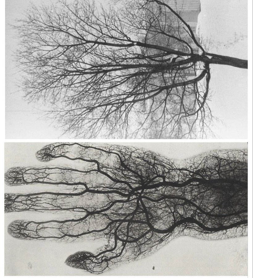 Oliver Burdick tweet media