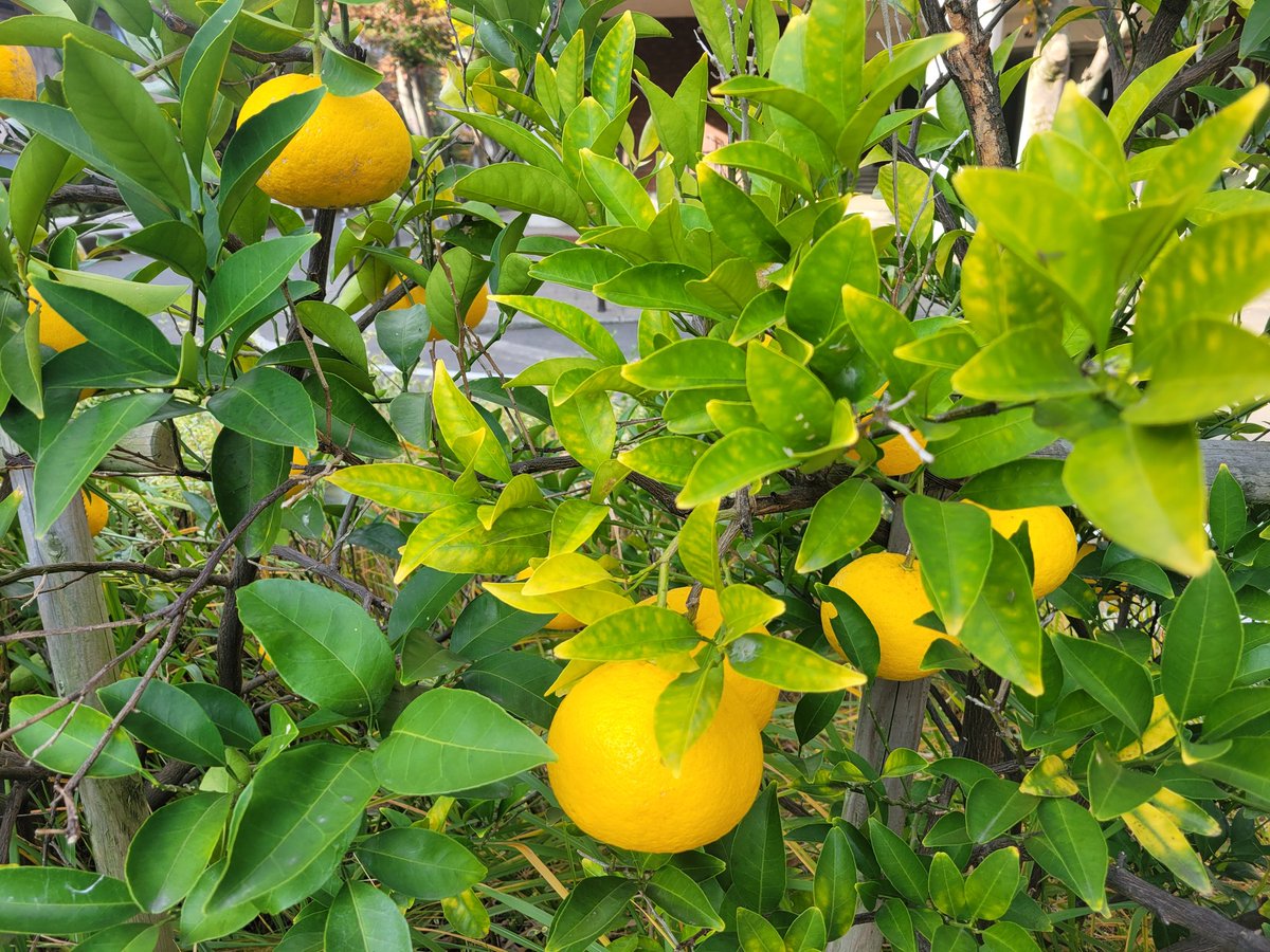 夜の図書館司書 tweet media