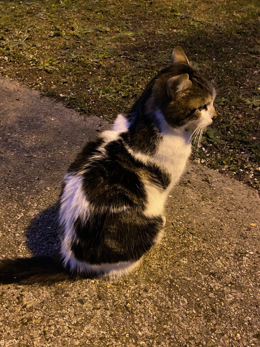 Aki (wip - tarot set) tweet media