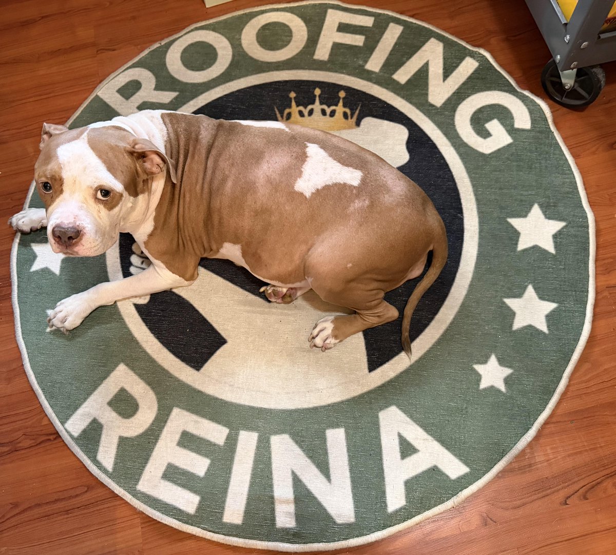 RoofCoffeeShop's tweet image. We want to share your fur babies on MetalCoffeeShop! 
metalcoffeeshop.com/mcs/metal-pets
Thanks to Roofing Reina of Davie, Fl for sharing.

#TheCoffeeShops #RoofersCoffeeShop #MetalCoffeeShop #RoofingProfessionals #RoofingContractors #RoofersForum #RoofingRespect