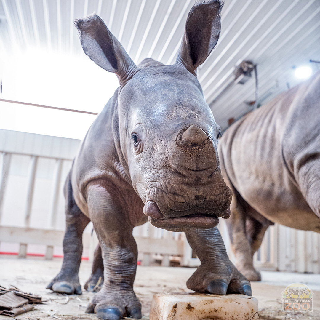 RollingHillsZoo tweet media