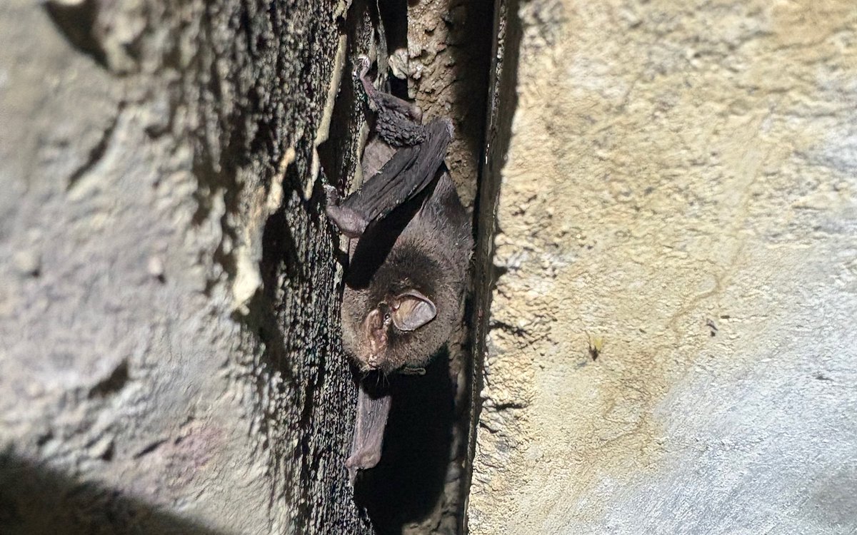 カルクウ tweet media