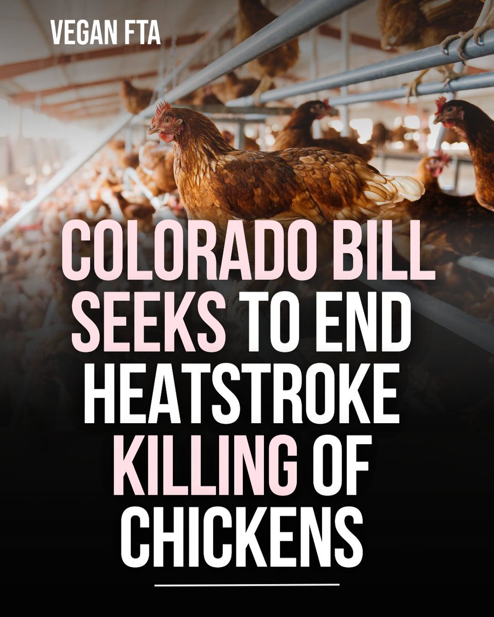 Vegan FTA tweet media