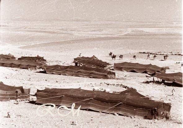 نبض القبائل الأردنية 🇯🇴🔱 tweet media