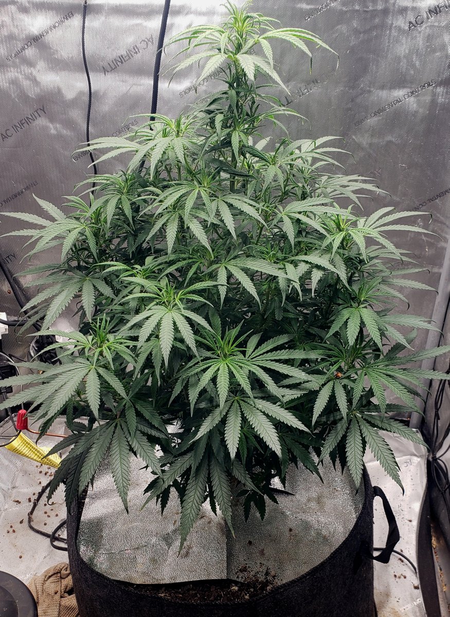 DougLafarge's tweet photo. Freja, the Northern lights beauty, is all but fully mature, but I plan to keep her vegging until I'm sure her offspring (clones) are rooted before sending her into flower. I know since she's not riddled with flowers that she won't get much attention, but she deserves it FR!  💝🪴 https://t.co/xDevIh3dvu