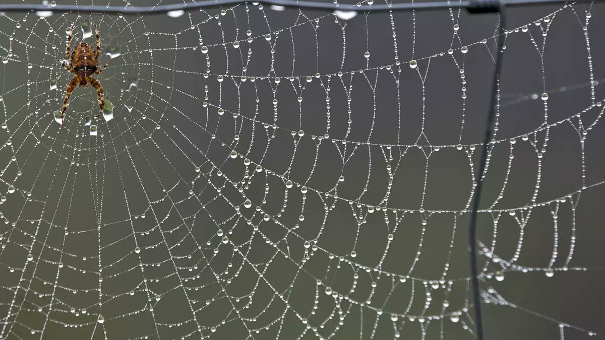 FundaciónDinosaurios tweet media