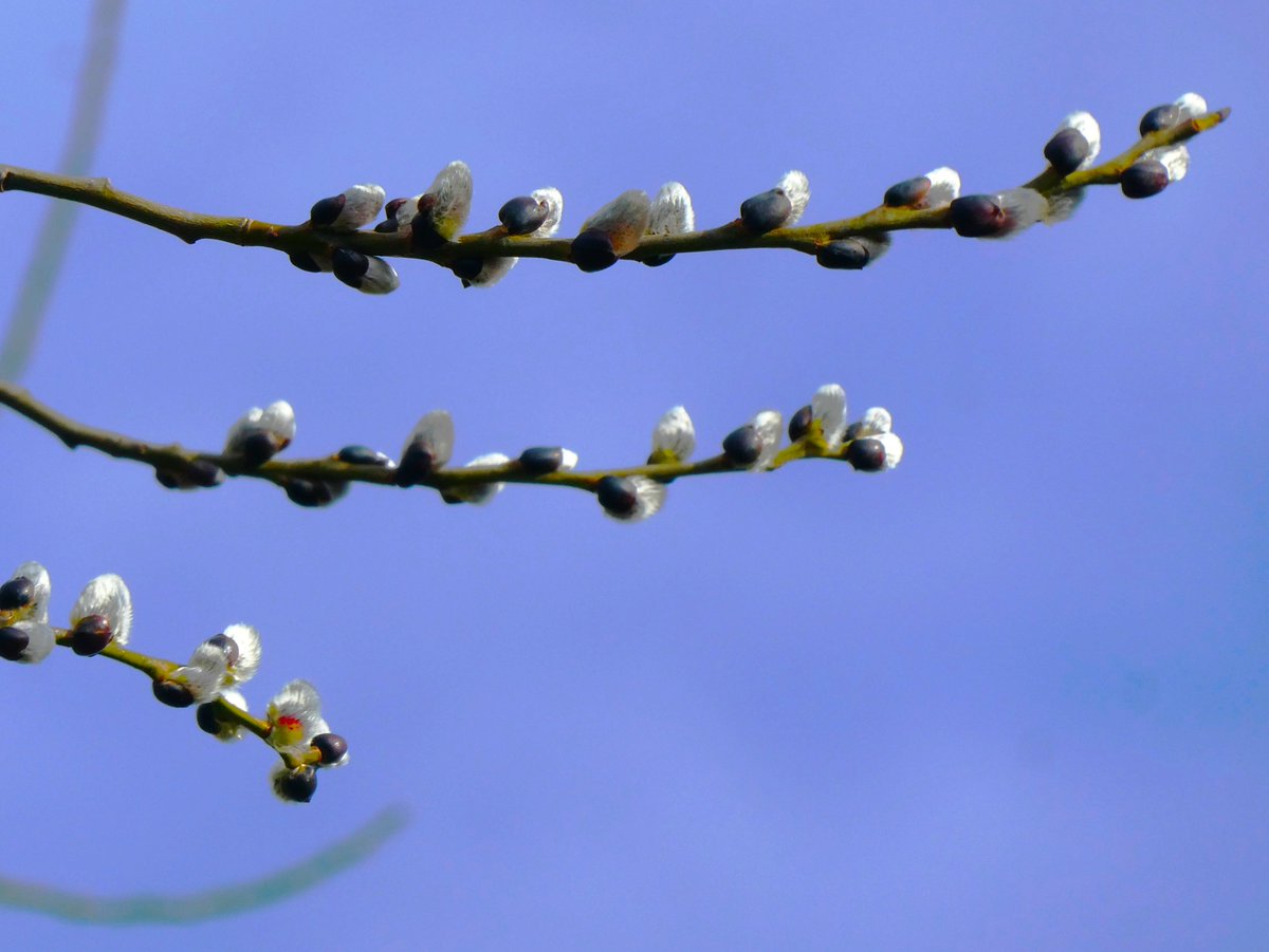 Beatrice Groves tweet media