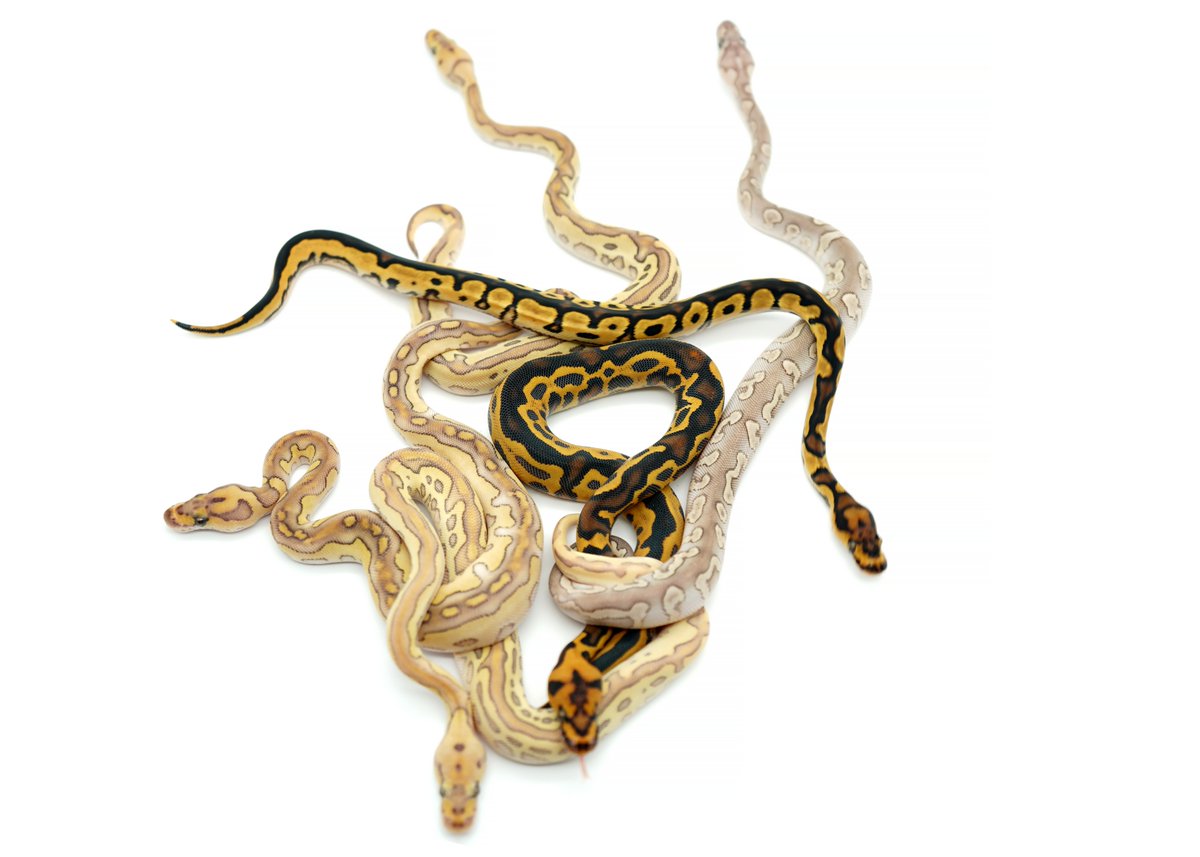 Kara Corvus tweet media