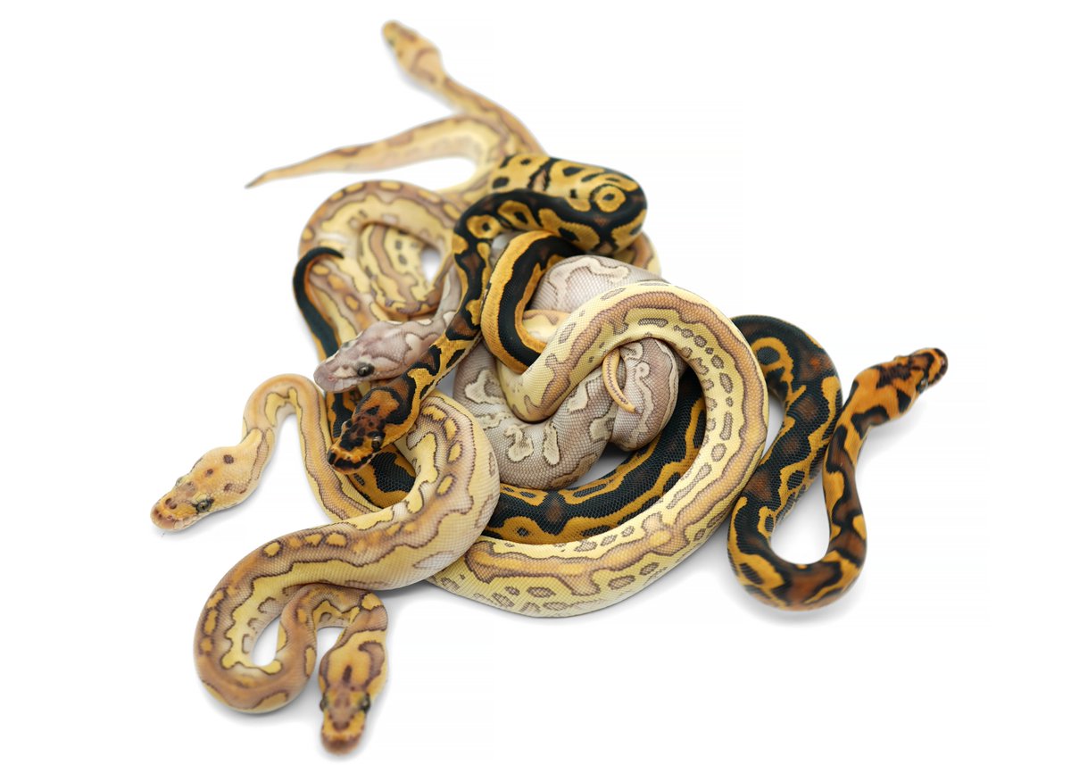 Kara Corvus tweet media