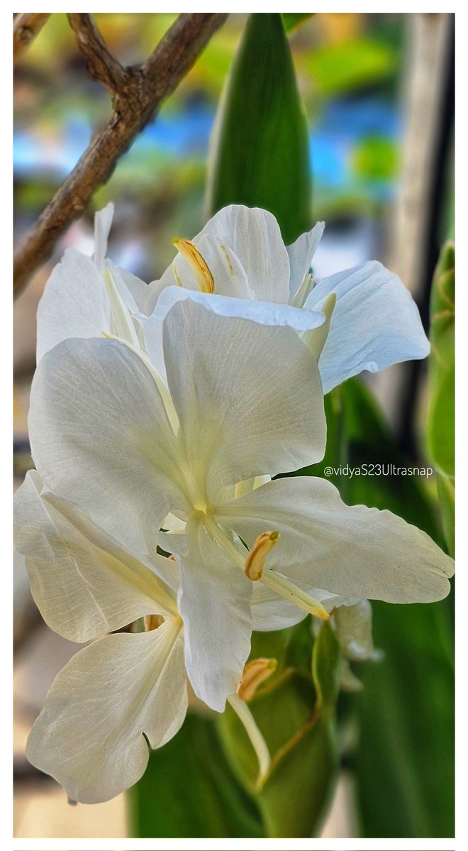 𝐕𝐈𝐃𝐘𝐀🇮🇳🚩 tweet media