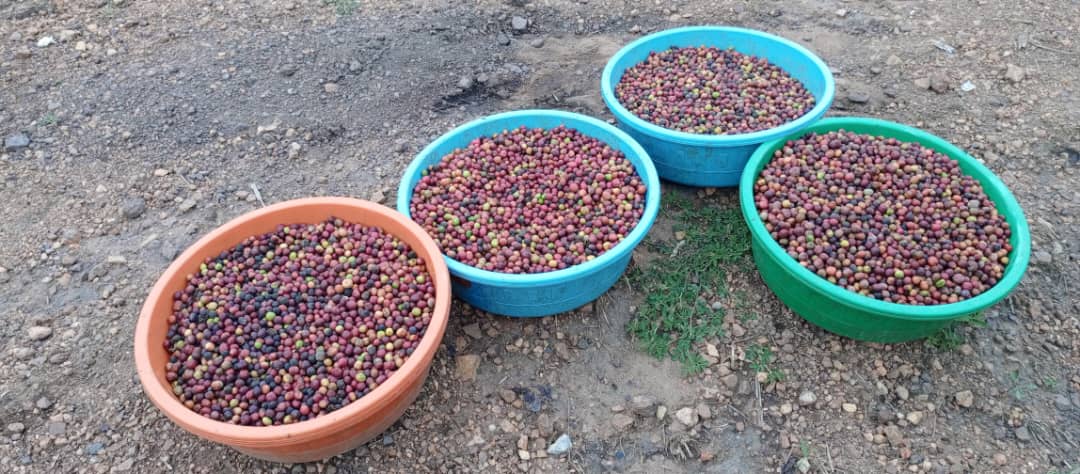 Kibale Coffee Village tweet media