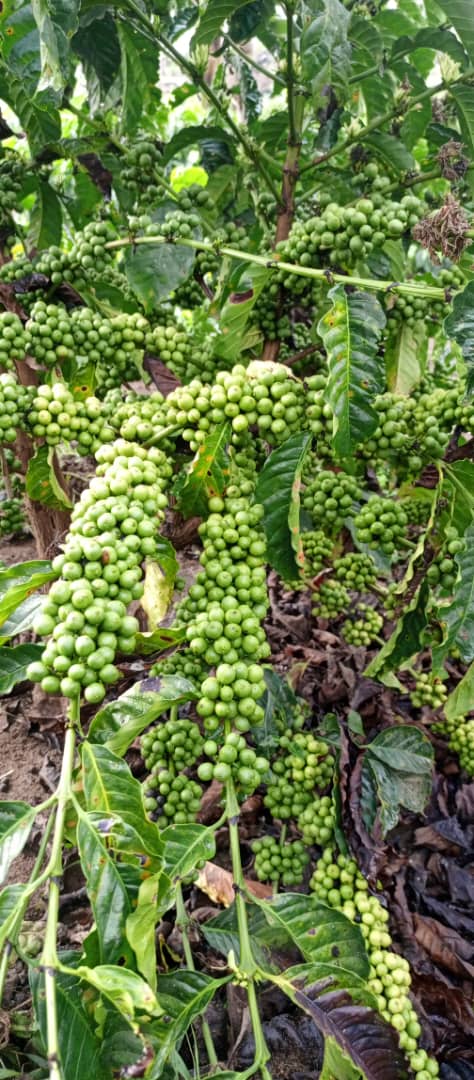 Kibale Coffee Village tweet media