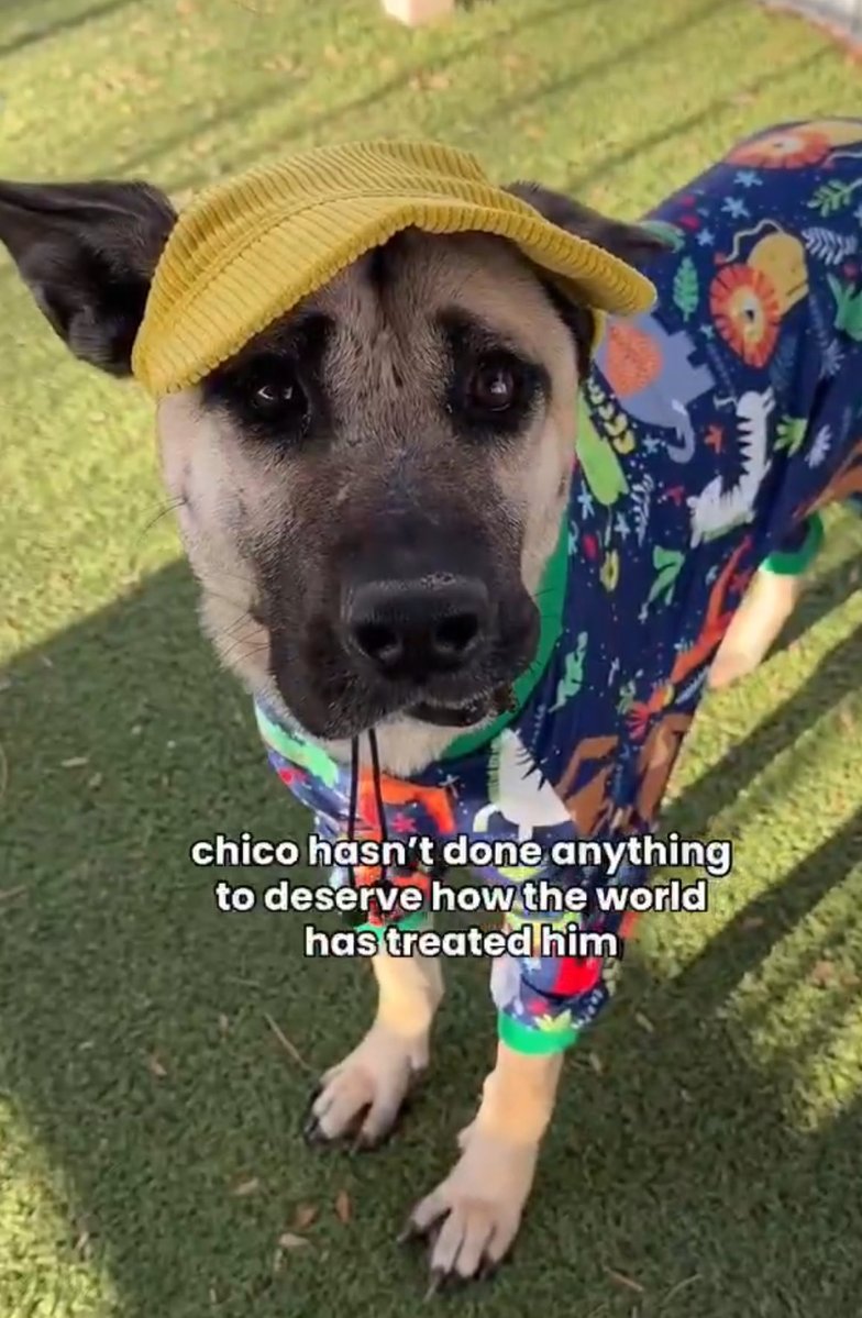 QuietSpirit 🐕 tweet media