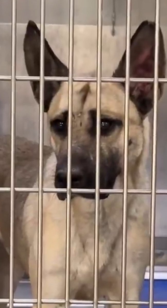 QuietSpirit 🐕 tweet media