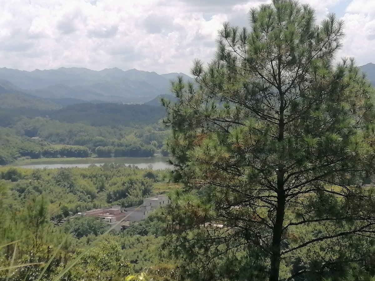 Vicente Salvador tweet media