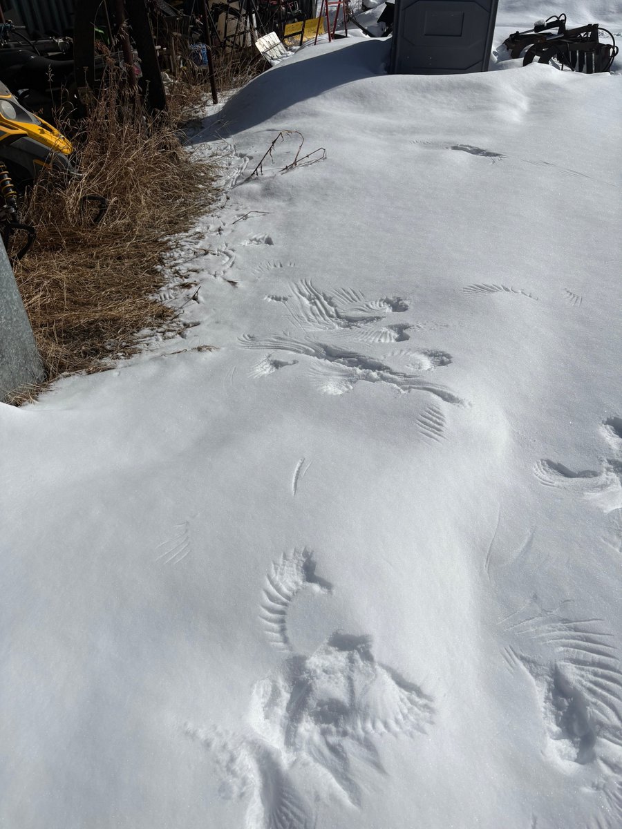 Devin Smith tweet media