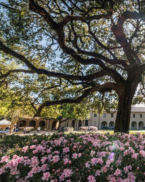 💜Toni Mayeux Dubroc💛🐅 🐯 tweet media