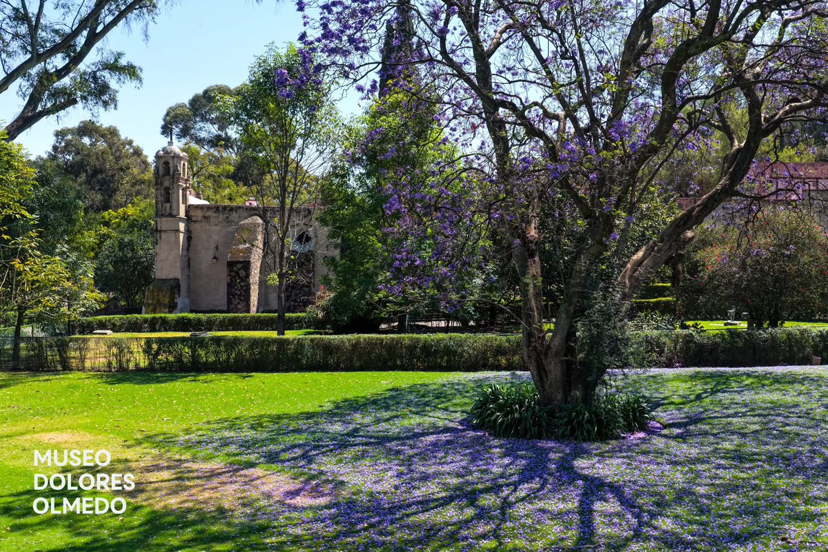 Museo Dolores Olmedo tweet media
