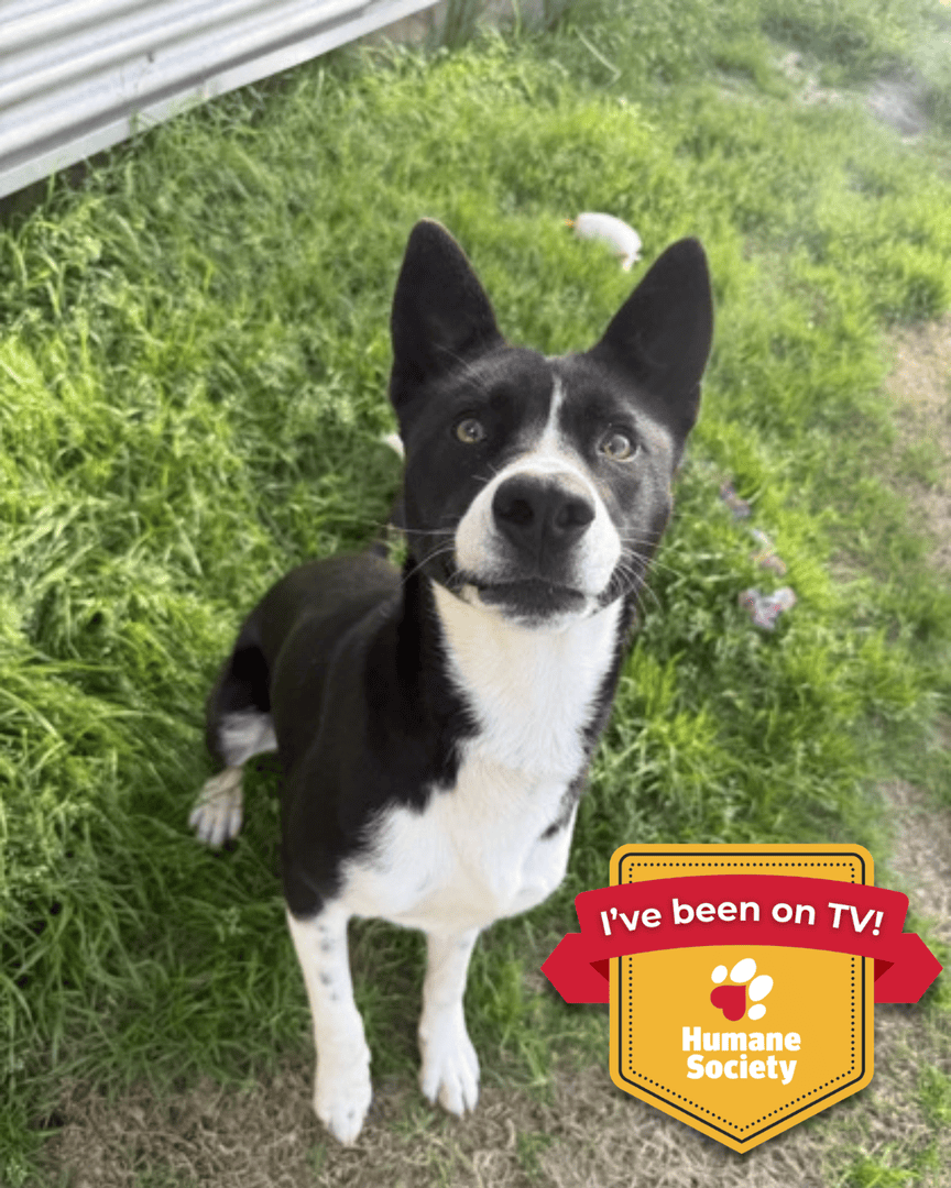 Memphis Humane Society tweet media