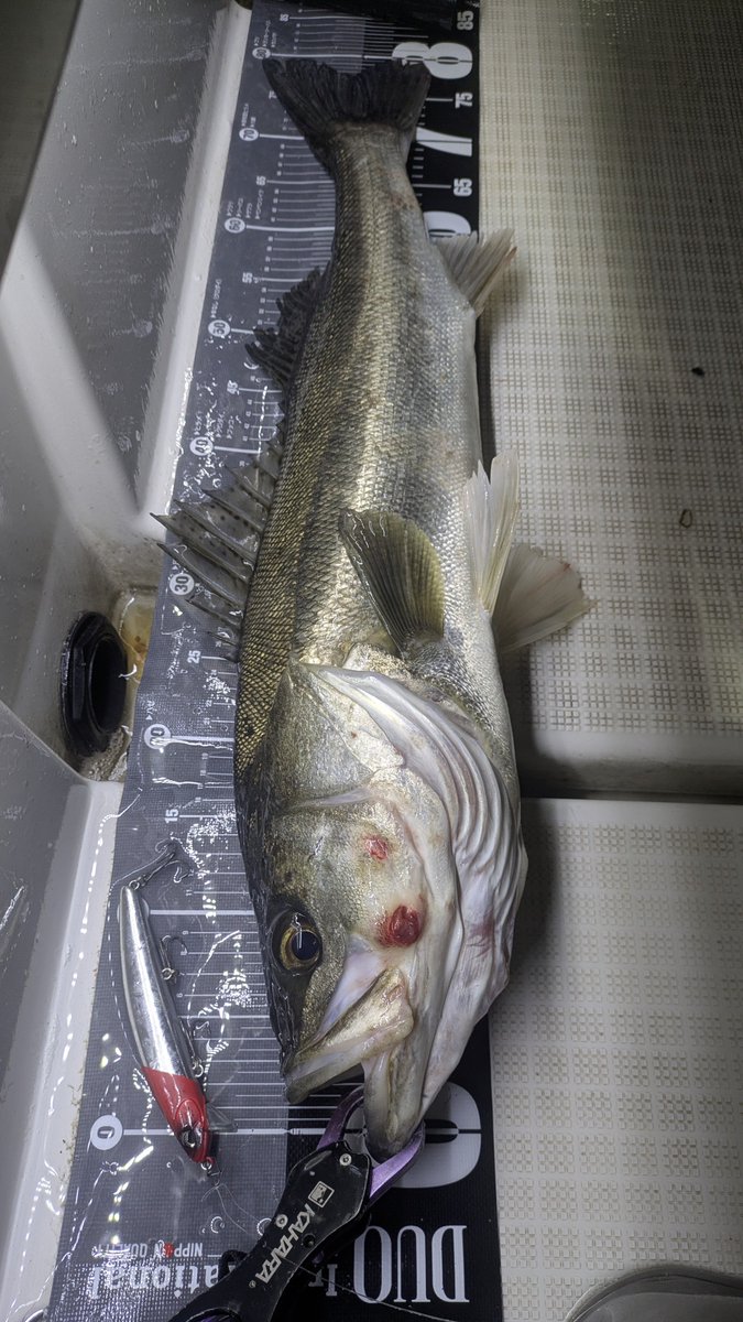 星 直希-Hoshi Naoki-🐟️ tweet media