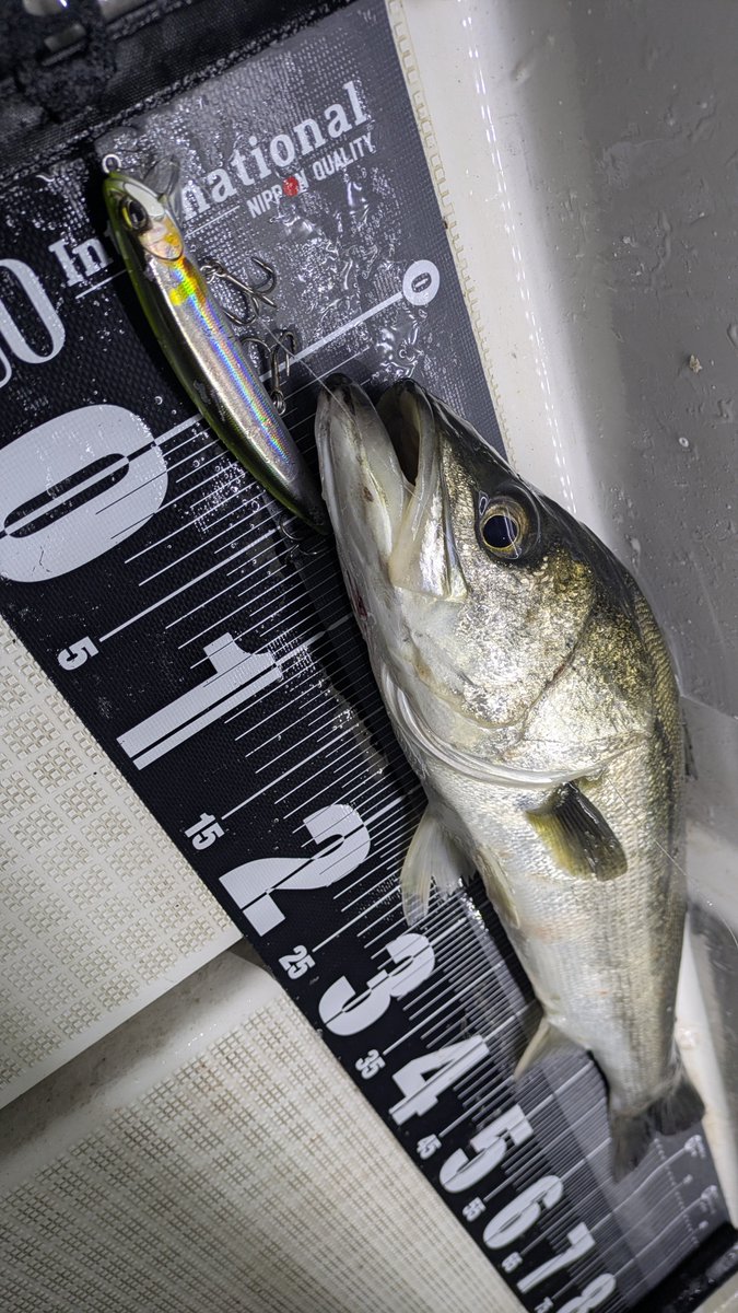 星 直希-Hoshi Naoki-🐟️ tweet media