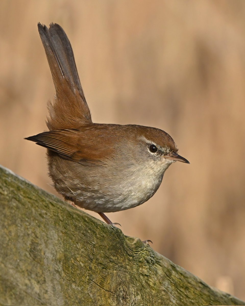 Michael Marko tweet media