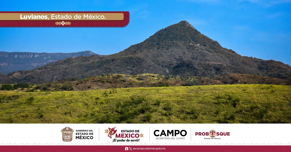 PROBOSQUE tweet media