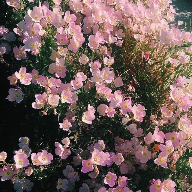 blossom. tweet media