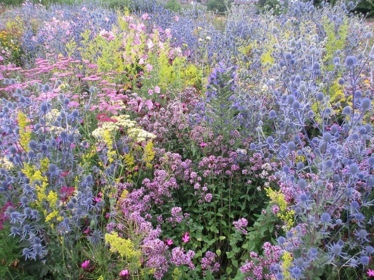 blossom. tweet media