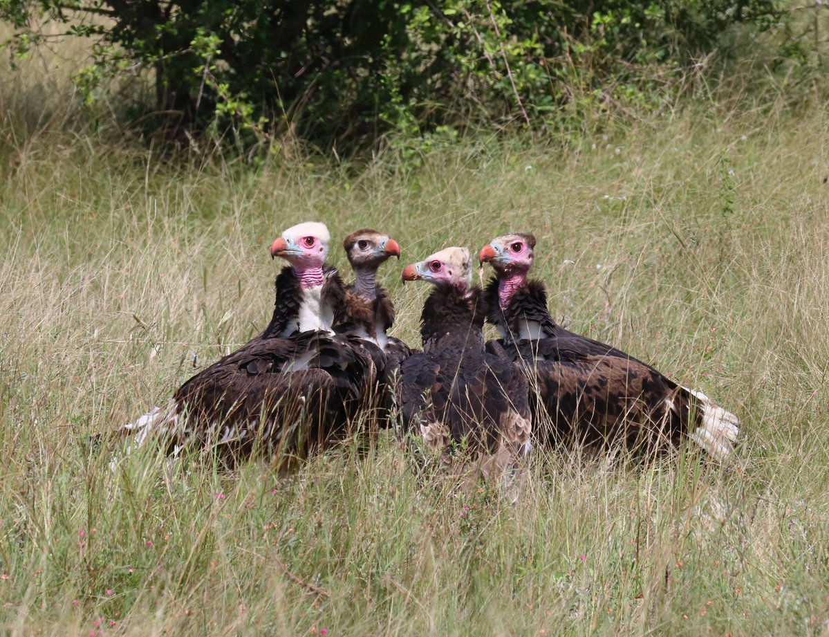 Tony Johnstone tweet media