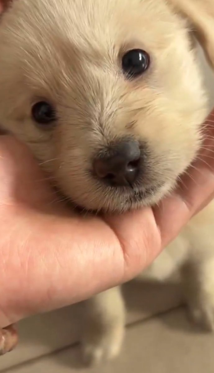 บงบง tweet media