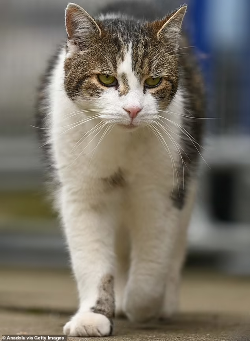 Elizabeth Radcliffe and Boots the Cat tweet media