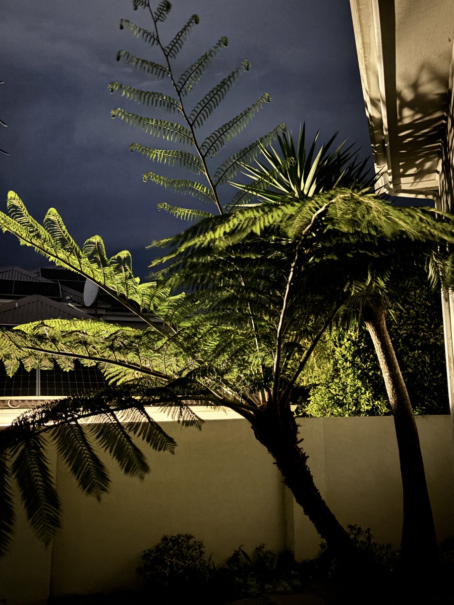 gatvolinthecity's tweet photo. #treefern after sunset in the #garden https://t.co/38lnpkflul