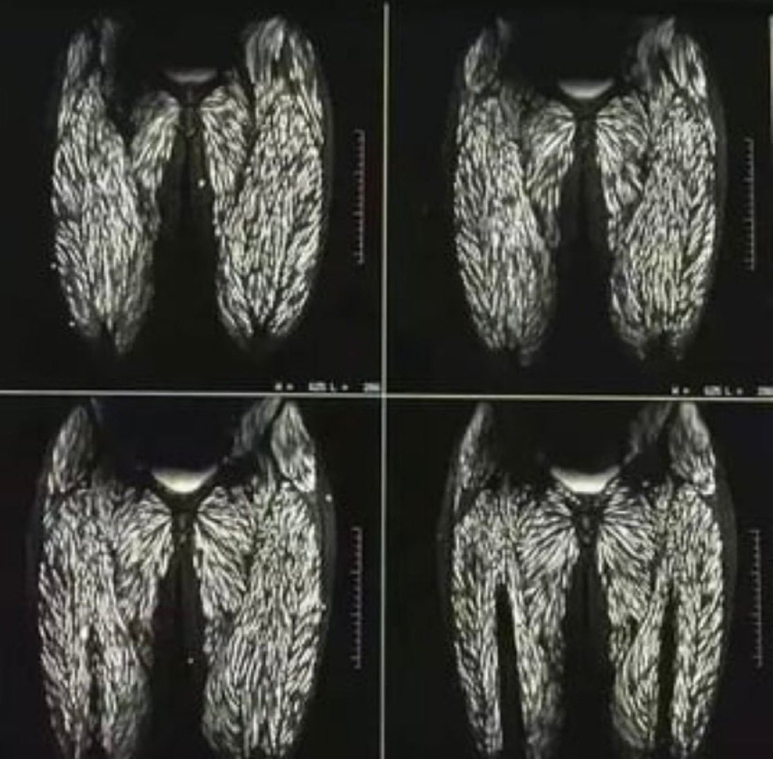 Tendencias en Argentina tweet media