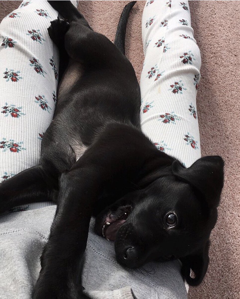 ๐ท๐๐๐๐๐ ๐ถ๐๐๐๐๐๐๐ ๐ก tweet media