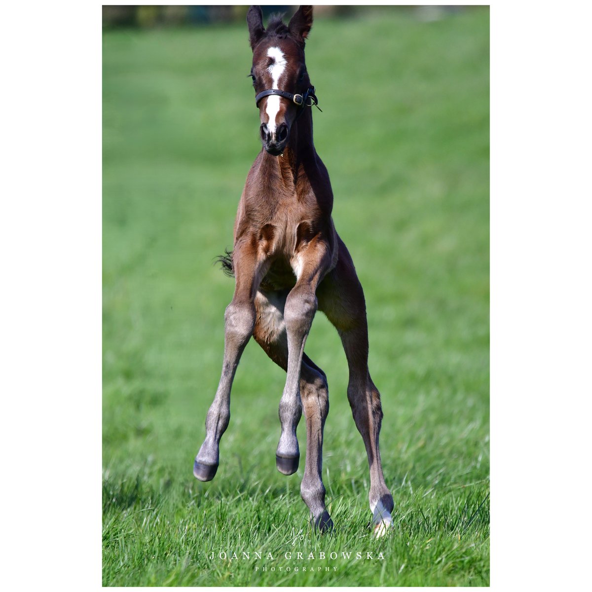 Jo_Grabowska's tweet photo. Happy #FoalsFriday ! Lovely colt by #Mohaather out of #Vigogne is sending you good vibes for a weekend!
#RPFoalGallery #Foalsof2026 #ElwickStud
@rpbloodstock @TheTBA_GB @Shadwell_EU https://t.co/QIwxEaSRDs
