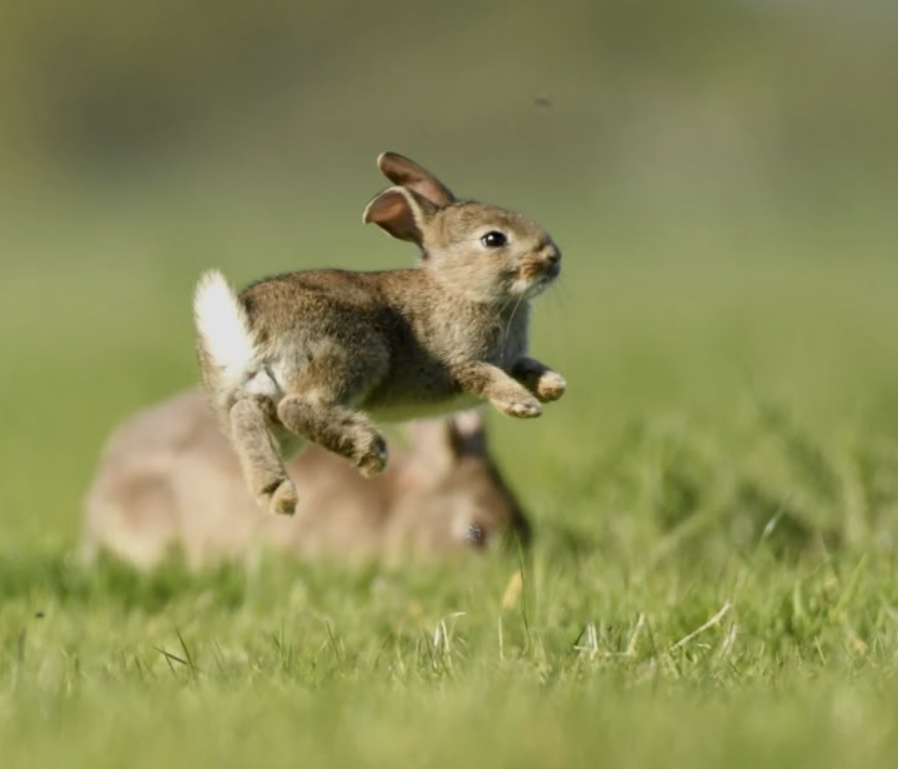 Tim Pool tweet media